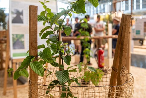 A young tree with a protective cage at a forestry trade show